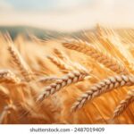 2015年NBA完整赛事直播时间表全收录 ram9tqt7b