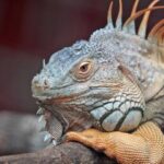 2014温网直播:彭帅激战赛场,中国金花绽放全英俱乐部 tp5t03h